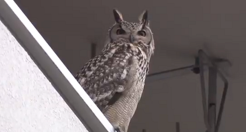 東京杉並区のミミズク死亡 亡くなった原因はひきにげ 場所や犯人は Freelife23 東京杉並区のミミズク死亡 亡くなった原因はひきにげ 場所や犯人は Freelife23